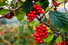 将图片加载到图库查看器,Magnolia Berry / Magnolia Vines / Natural Schisandra 五味子