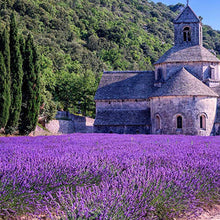 Muatkan imej ke dalam penonton Galeri, Premium Lavender Dried Flower Bud 特级薰衣草