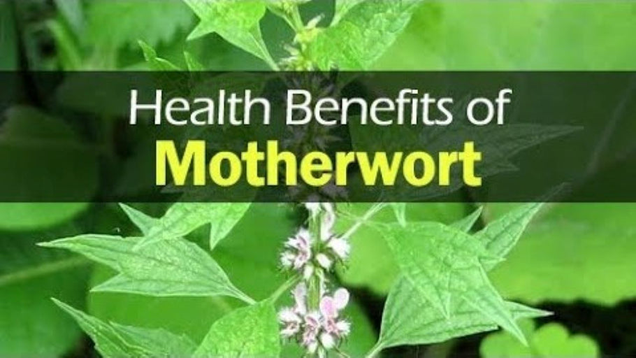 9 Health Benefits of Motherwort