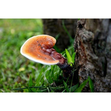 Load image into Gallery viewer, Premium Ling zhi /Reishi mushroom / Ganoderma  特级灵芝片
