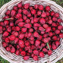 Load image into Gallery viewer, Premium Roselle hibiscus 洛神花
