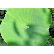 Muatkan imej ke dalam penonton Galeri, Lotus Leaf 荷叶片
