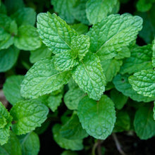 将图片加载到图库查看器，Peppermint Leaf 薄荷叶
