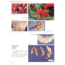 Load image into Gallery viewer, 4 Pcs The raditional Chinese medicine identification Atlas illustration Book
