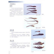 Muatkan imej ke dalam penonton Galeri, 4 Pcs The raditional Chinese medicine identification Atlas illustration Book
