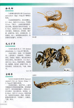 Load image into Gallery viewer, 4 Pcs The raditional Chinese medicine identification Atlas illustration Book
